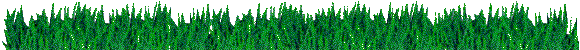 spirulina/biomass